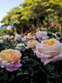 春日限定！深圳香蜜公園，月季花美不勝收