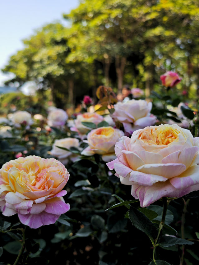 春日限定！深圳香蜜公園，月季花美不勝收