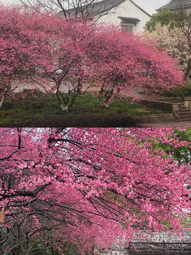 西溪濕地洪園梅花實拍現況，盛開美景