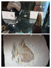 休斯頓自然科學博物館，探索自然與科學的奇妙之旅。