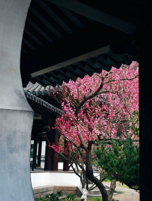 南京Ⅰ金陵冬春交替之時，是梅花編織的綺夢