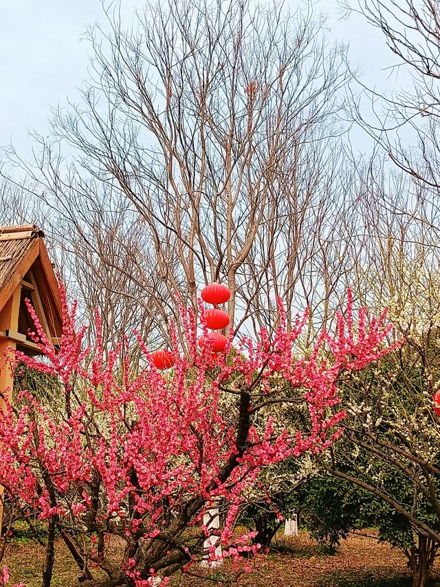 上海，仲去世紀公園？莘莊梅園靚到暈！