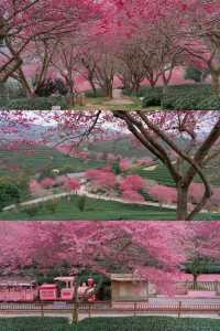 《國家地理》嘅櫻花茶園喺呢度
