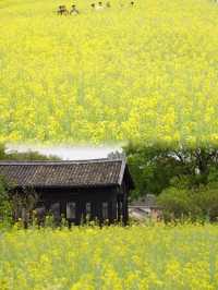 免費觀瀾版畫村油菜花進入全盛期