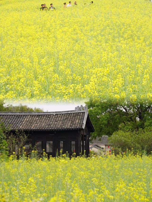 免費觀瀾版畫村油菜花進入全盛期