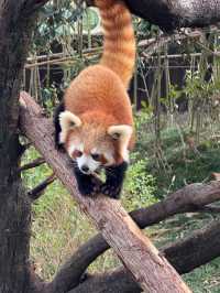 聽勸！不要輕易來雲南野生動物園！因為…