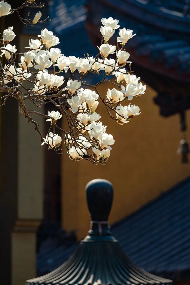 申城玉蘭花開啦！附觀賞地圖→。