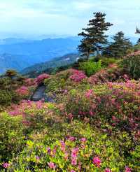 龜峰山的四月不要錯過呀