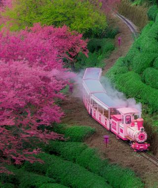 벚꽃놀이, 샤먼 주변에서 즐기세요. 일본까지 갈 필요 없어요.
