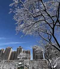 2025年的第一場春雪～美呆啦！