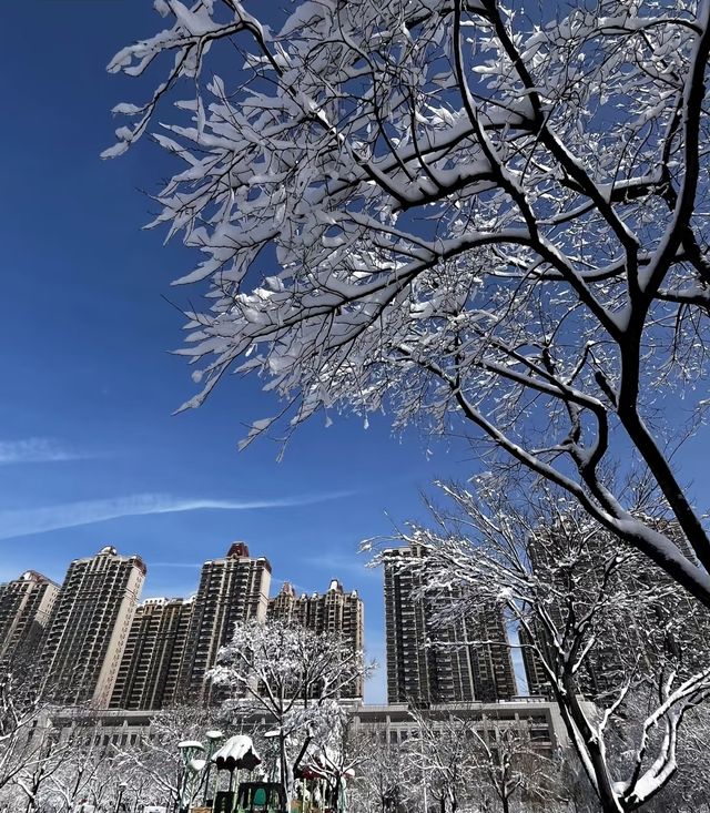 2025年的第一場春雪～美呆啦！