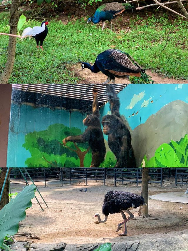 親子遊｜從深圳跑去廣州動物園，大怨種？