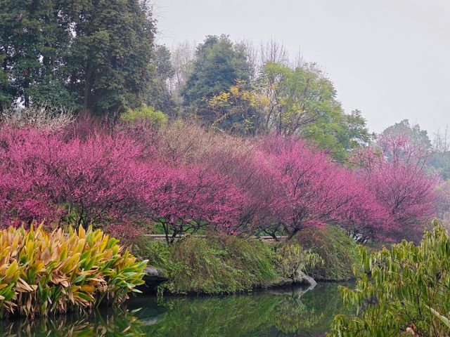浣花溪•梅花