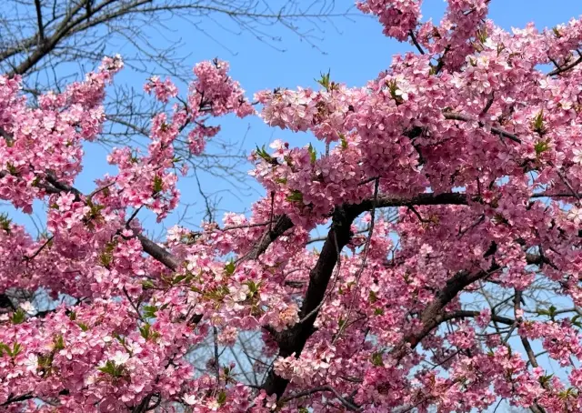 Đến ba điểm ngắm hoa anh đào lớn nhất thế giới vào năm 2025, khai trương hoành tráng