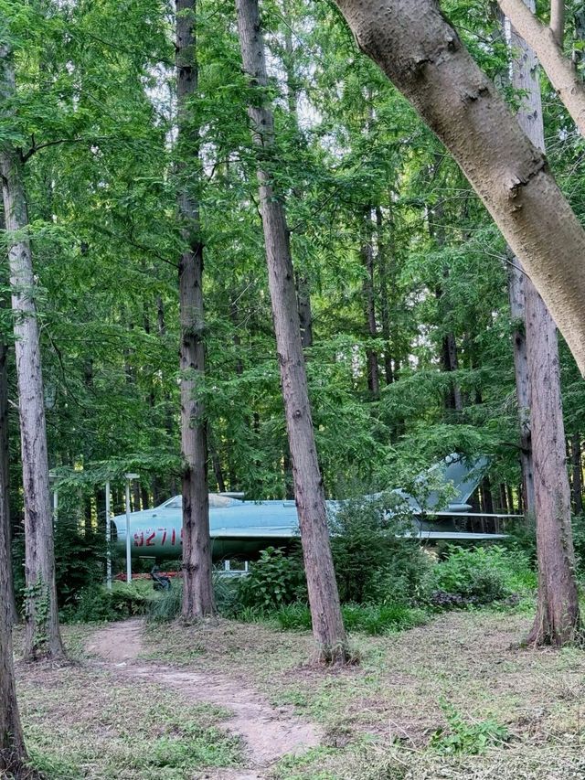 踏入這片綠色淨土，東平國家森林公園有多寶藏？