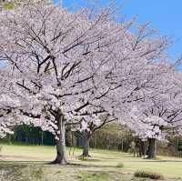 🇯🇵福岡小眾賞櫻地🌸 邂逅漫畫裡的粉色浪漫