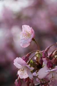 京都淀河津桜の現状を楽しむ