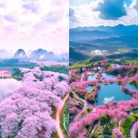 春日來信，櫻為有你