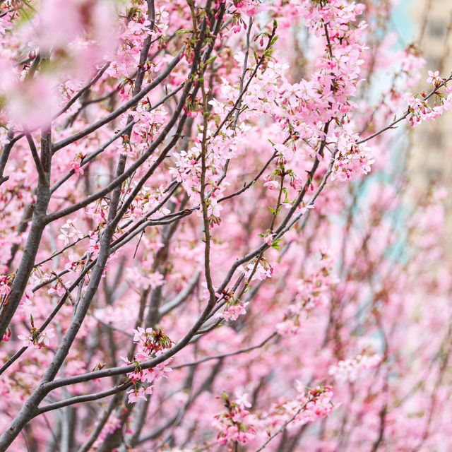 武漢｜誰能想到我竟在商場賞櫻🌸