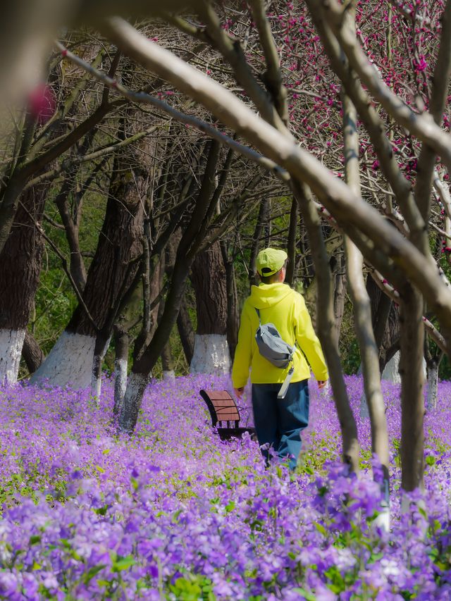 3.17最新花況 海寧二月蘭限時盛放 成紫色海洋