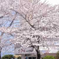 赴韓追櫻🌸 誤入漫畫般的花花世界🌸花期與路線
