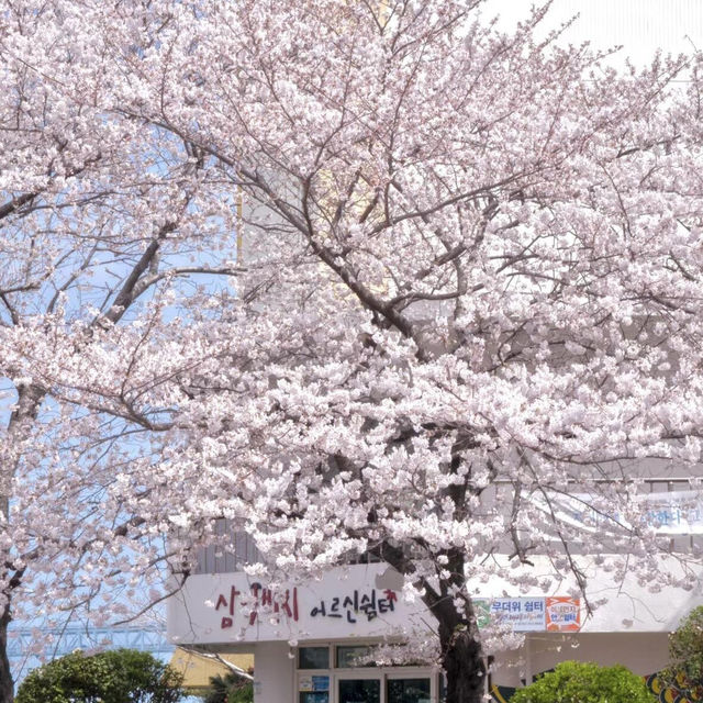 赴韓追櫻🌸 誤入漫畫般的花花世界🌸花期與路線