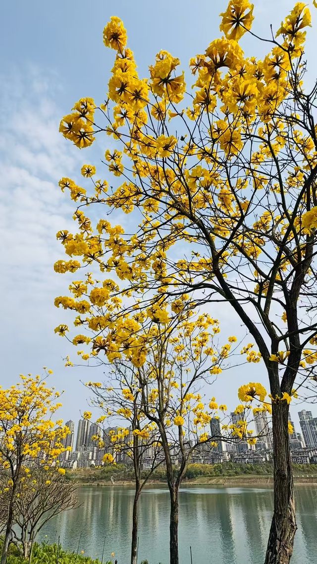 讓我們奔赴金色花海