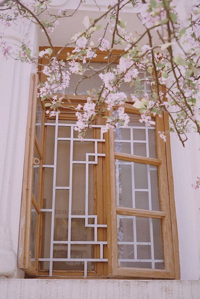 春日來信｜庾園海棠花開