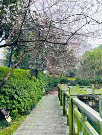風起櫻吹雪,長沙望月公園櫻花季全攻略