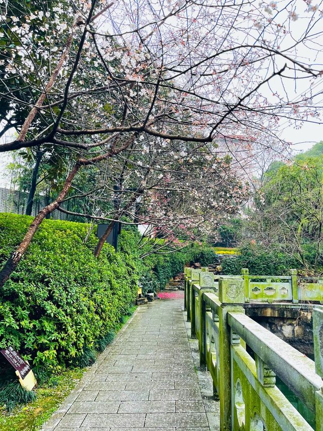 風起櫻吹雪,長沙望月公園櫻花季全攻略 風起櫻吹雪,長沙望月公園櫻花季全攻略