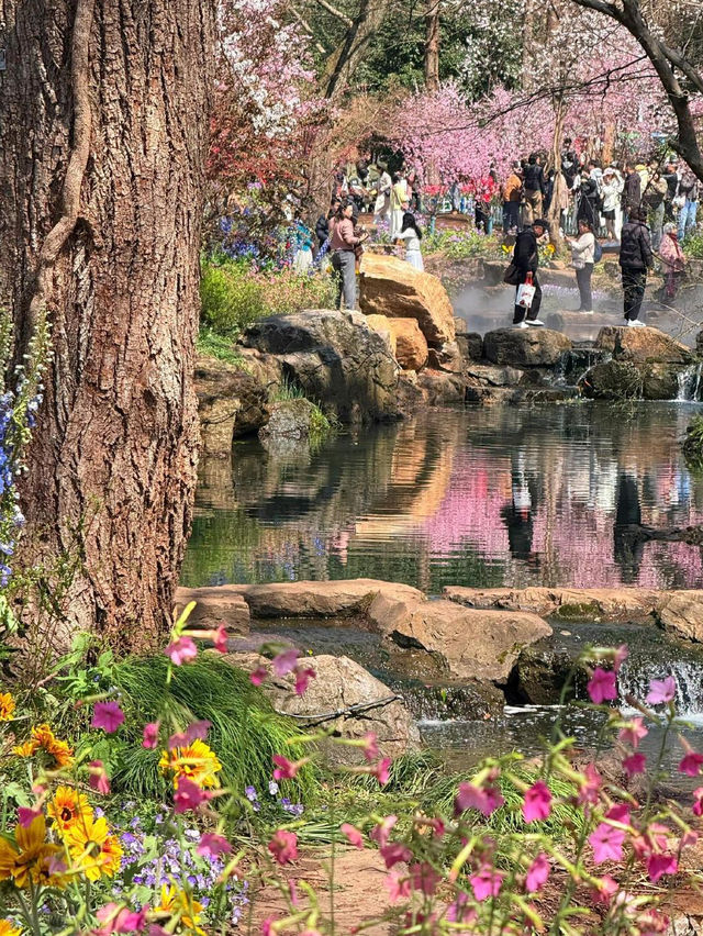 別擠雞鳴寺了，這裡才是南京賞櫻天花板！