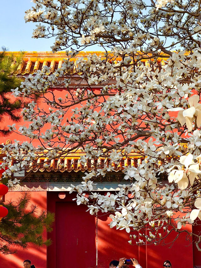 北京玉蘭天花板還是得看太廟