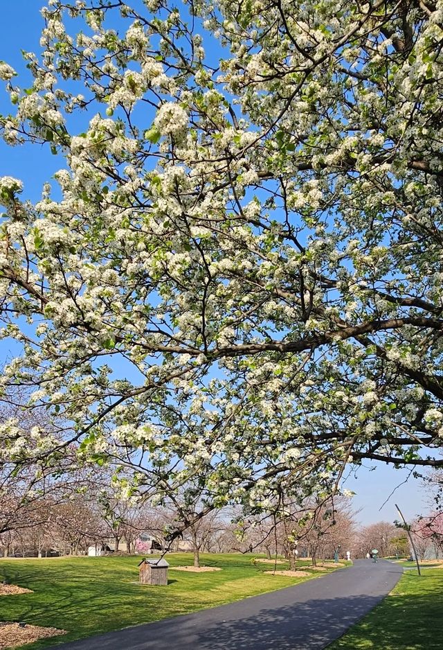 2025春日漫遊指南：上海辰山植物園「花海×美食」全維攻