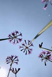 廣州春季賞花攝影點合集（賞花踏青啦）