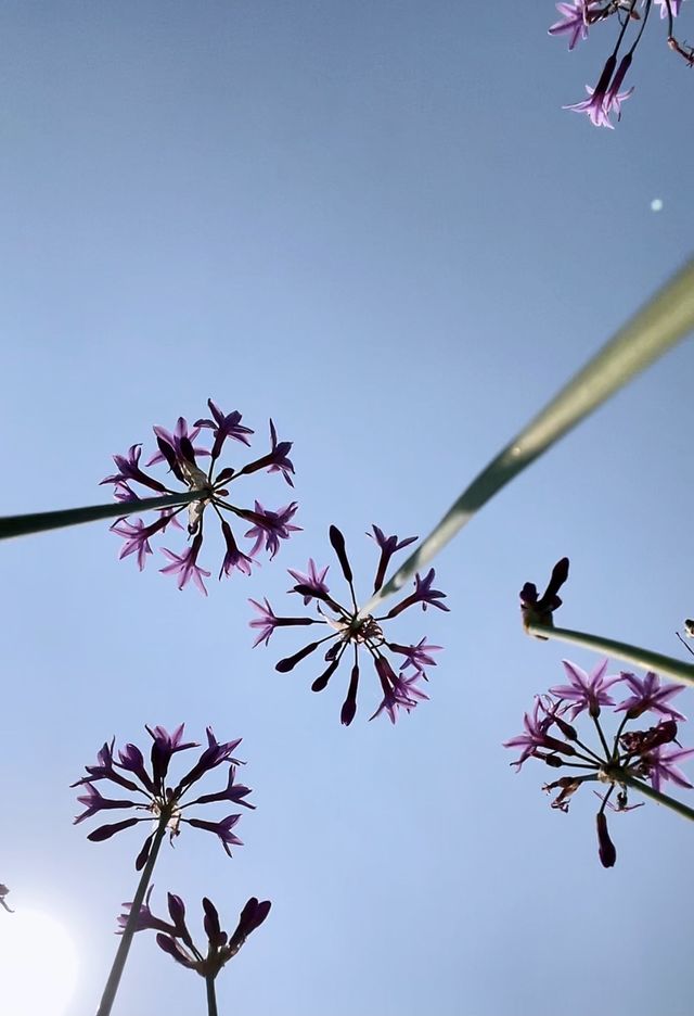 廣州春季賞花攝影點合集（賞花踏青啦）