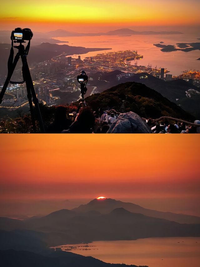 梧桐山花海盛開啦！