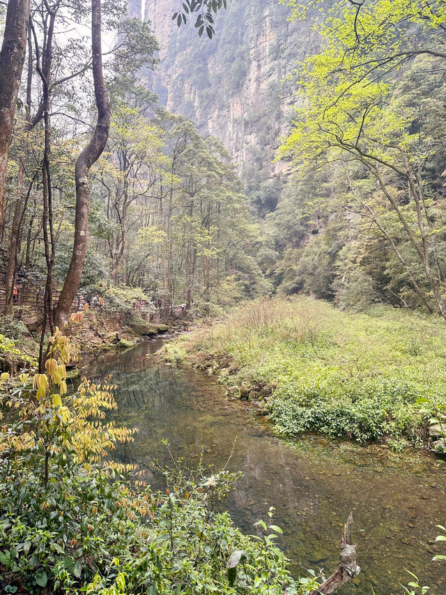 Tianzi Mountain 