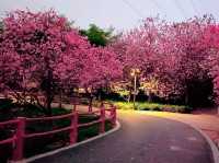 Shipai Park: Blooming as A Bomb of Colours in Dongguan