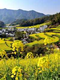婺源油菜花 | 江嶺梯田，金色波浪嘅視覺盛宴‌