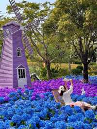 🌸珠海限定！城市客廳繡球花海來襲  