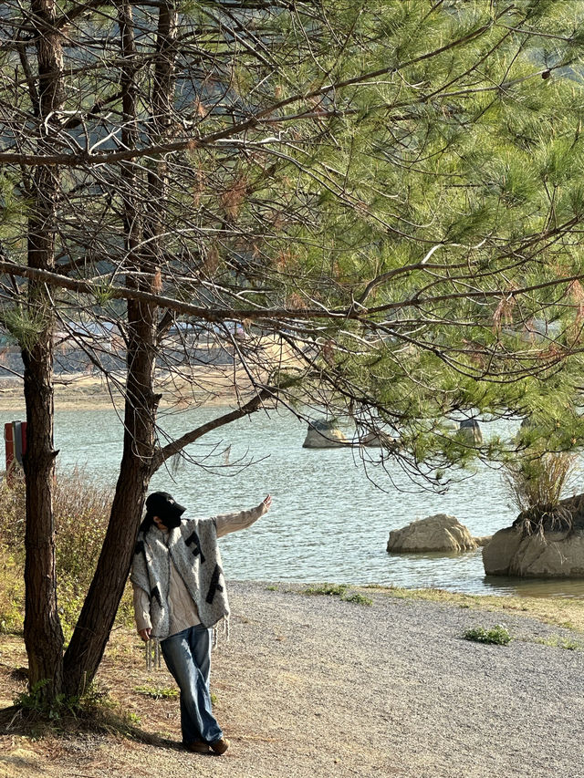 清遠的北歐暮光松林