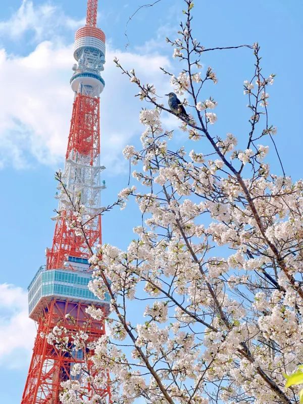 東京タワーと桜の魅力を楽しむ旅