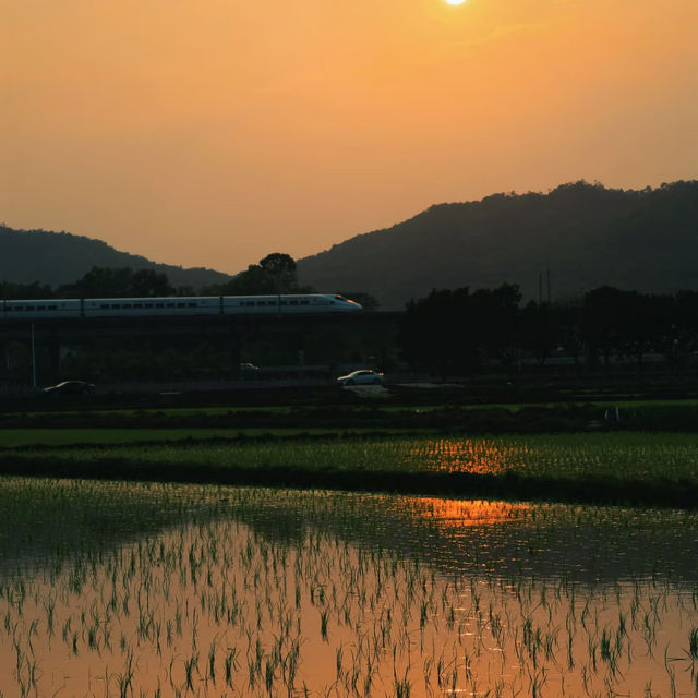 在中山崖口村，拍到了稻田風光日落，超美！