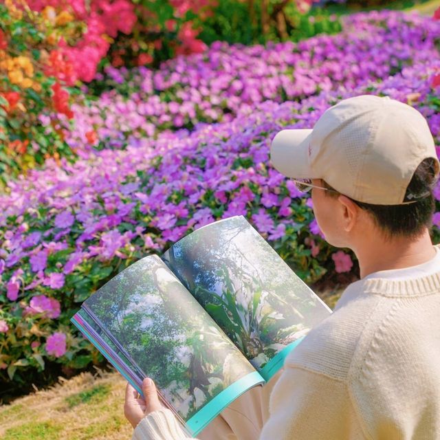可惜你不來廣州，不知道漫山簕杜鵑有多美‼️雲蘿植物園