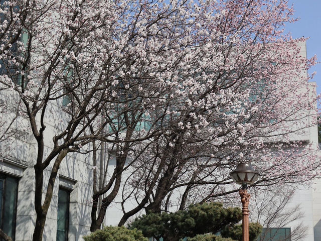 🌸釜山大學，邂逅浪漫櫻海🌸