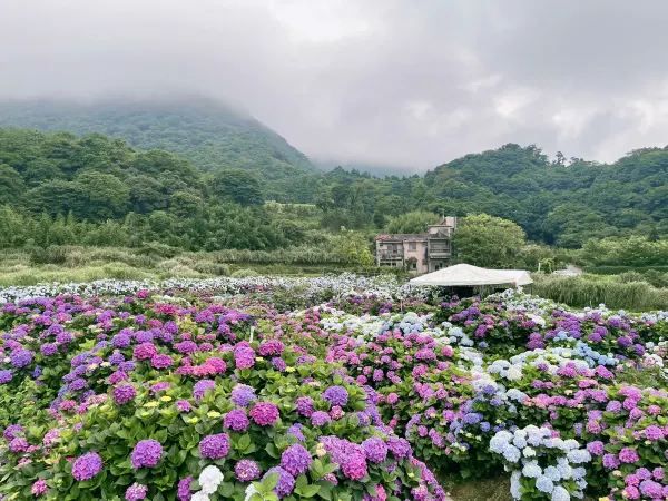 🌸 台灣夏日的浪漫理由：繡球花季 🌸