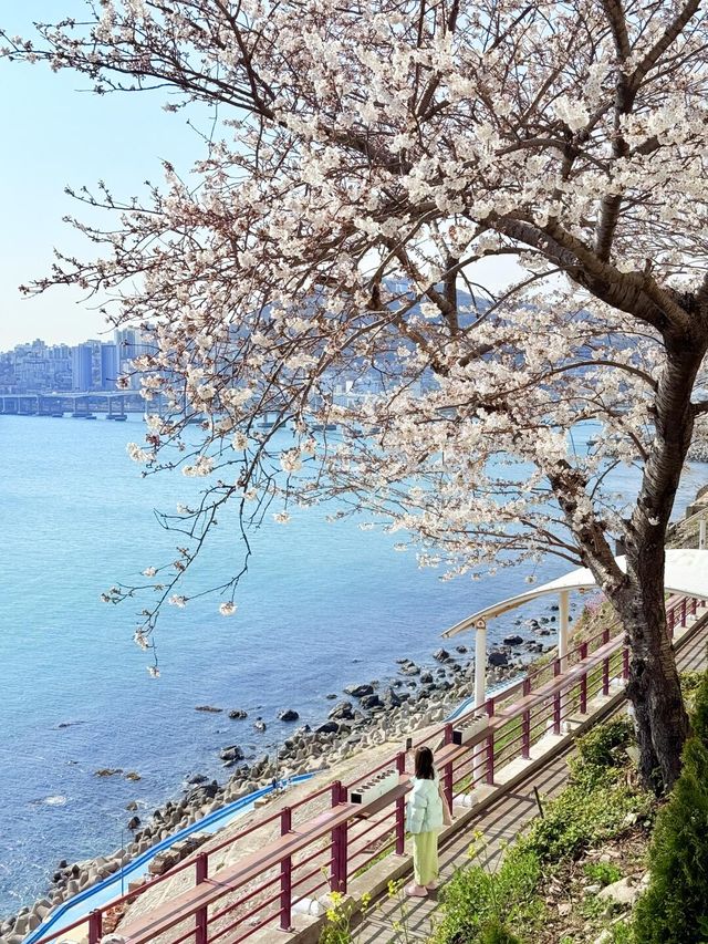 釜山嘅櫻花季就係人間理想