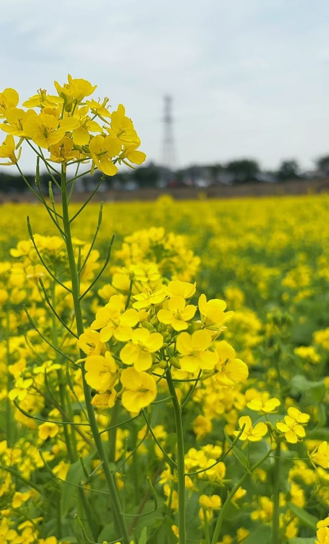 曹禺故里，龍蝦之鄉