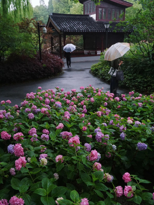 花情實況播報🌸閘北公園古風繡球秘境