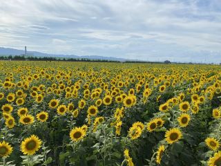 Sendai | A Romantic Date in the Sunflower Fields